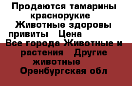 Продаются тамарины краснорукие . Животные здоровы привиты › Цена ­ 85 000 - Все города Животные и растения » Другие животные   . Оренбургская обл.